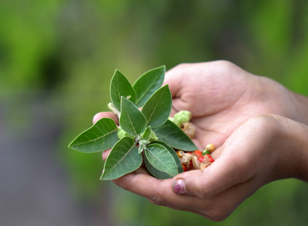 Ashwagandha : une plante qui pourrait vous aider à transformer vos nuits
