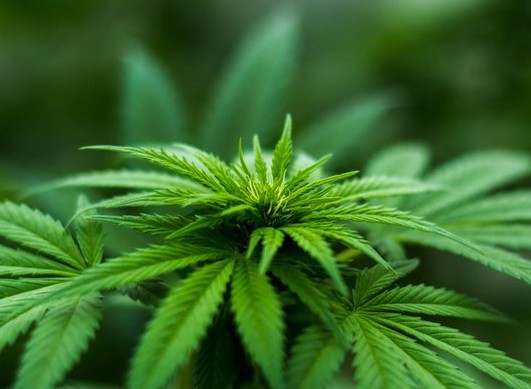 Cannabis thérapeutique : l’expérimentation va enfin débuter en France !