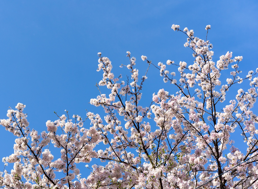 Printemps : pourquoi notre corps (et notre moral) changent avec la saison ?