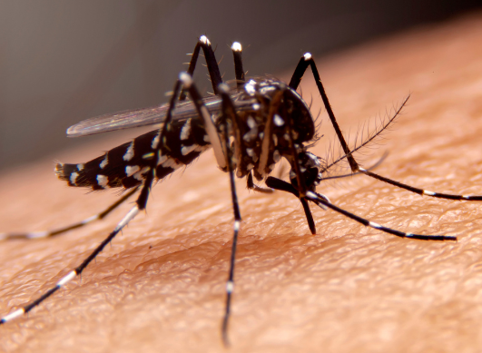 Paludisme : comment se protéger en voyage et se faire soigner à temps ?