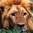 avatar kiki le lion
