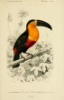 avatar cormoran