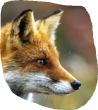 avatar Renard