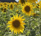 avatar BleueBlancRouge