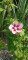avatar LysFuria