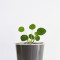 avatar pilea42
