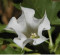 avatar Datura2000