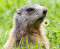 avatar marmotte37