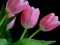 avatar narcisse-tulipe