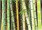 avatar Gratouille