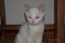 avatar Cat1964